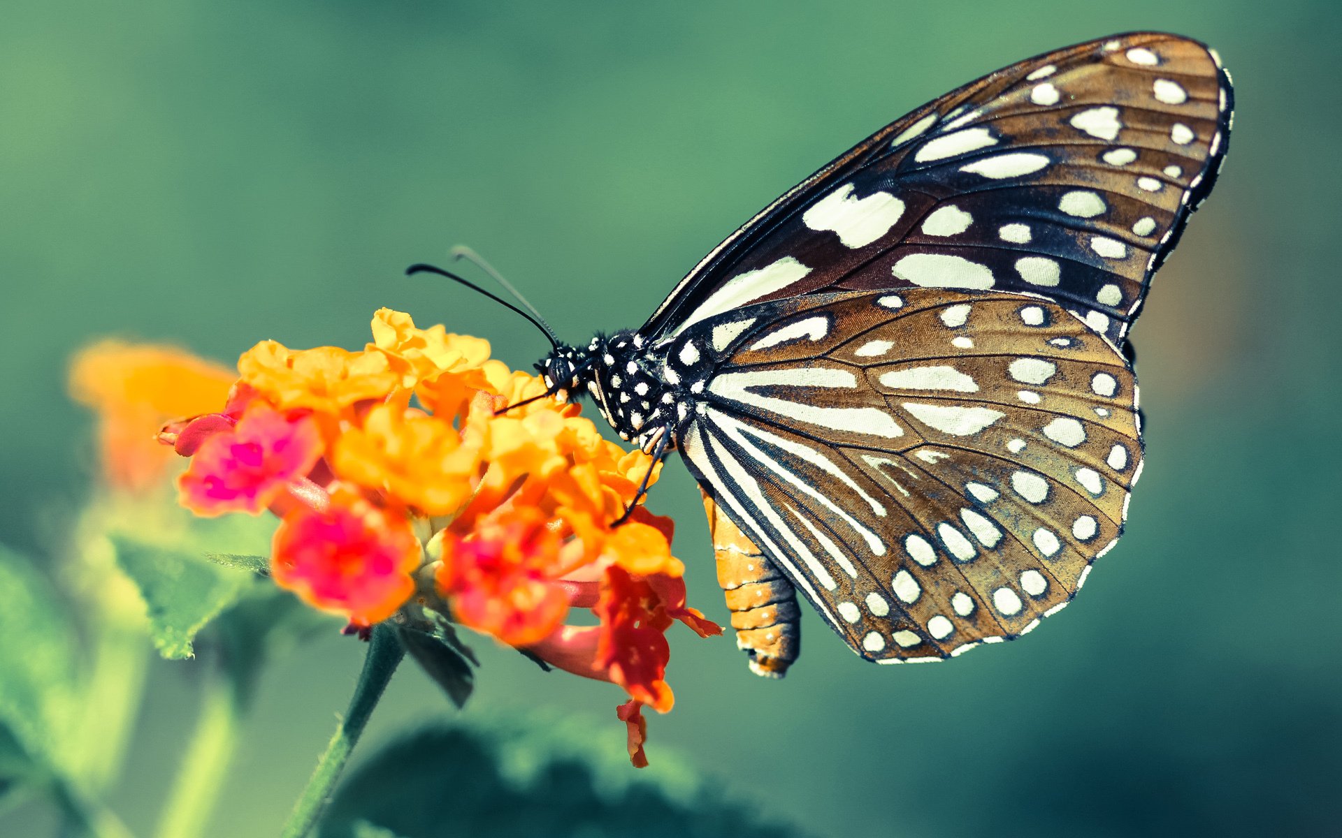 意甲豪门展开激烈争夺，球员表现成为焦点，意甲曾经的豪门