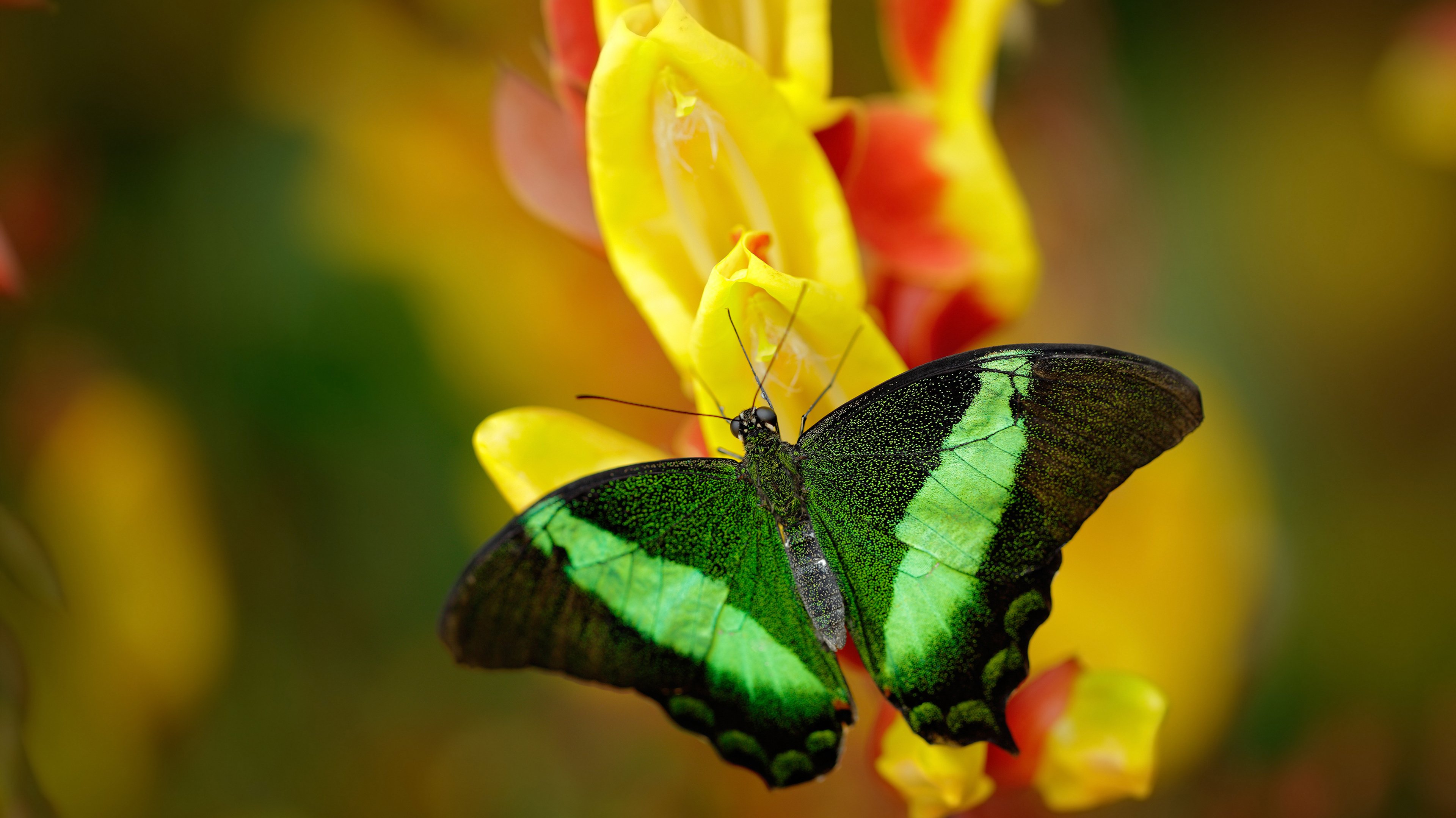 【数据驱动】洋基打击率一路飙升的背后原因,洋基doodle